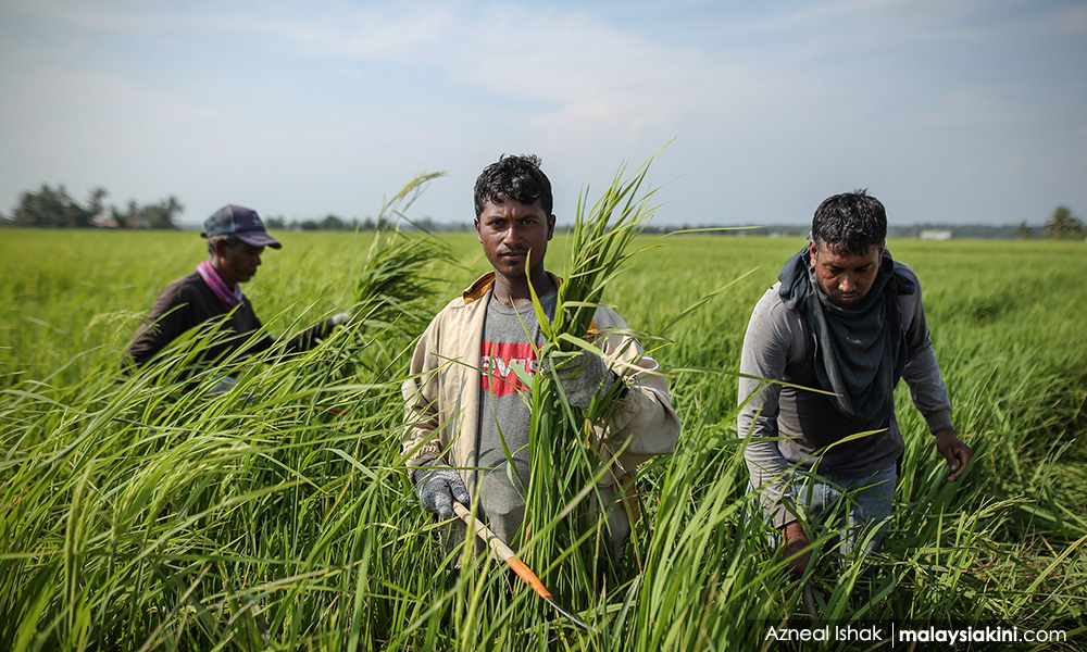 Benih Tak Berkualiti Pesawah Di Selangor Kerugian Hingga Rm Setahun