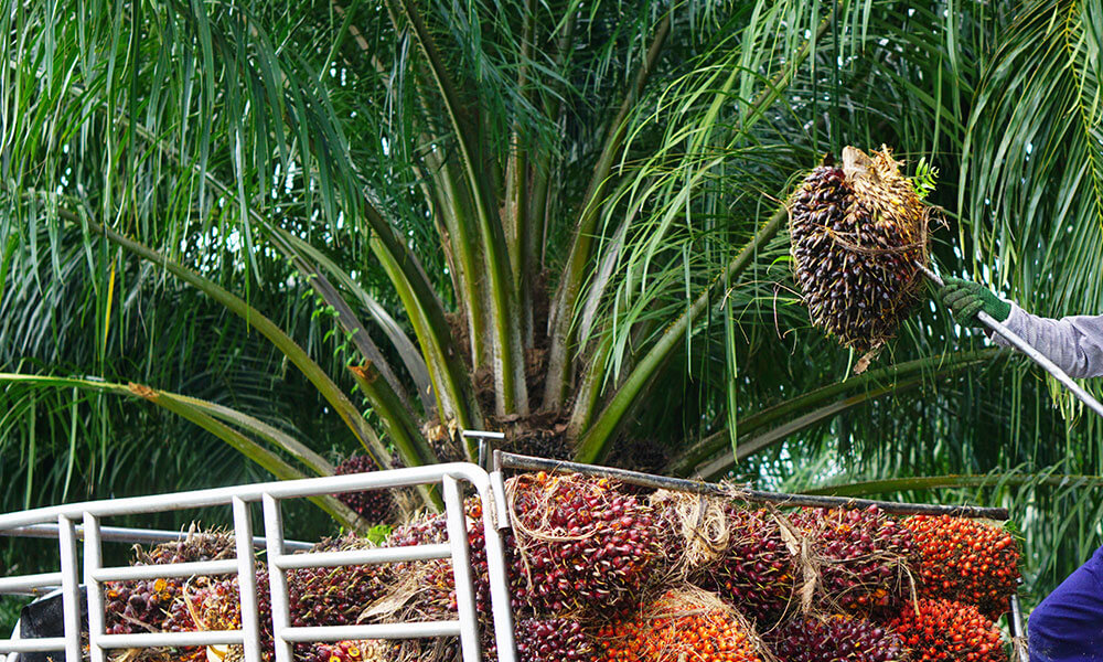 M'sian sustainable palm oil-based products to be available in Dubai