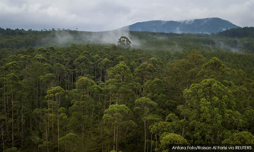 Indonesia curbs deforestation rate in 2020: Environment Ministry