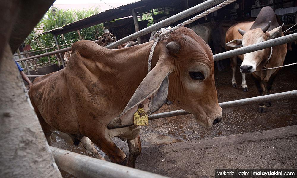 COMMENT | Beefatarians not wanted
