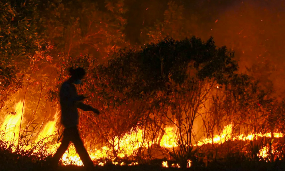 Indonesia 2019 forest fire destruction far worse than official estimate - study