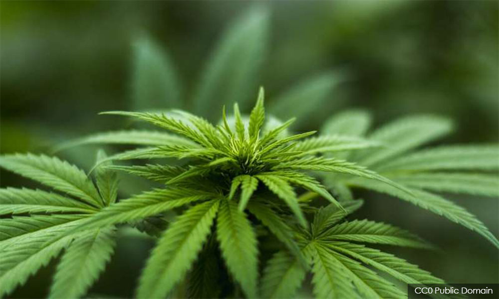 Azmin: We need to review status of medical marijuana from larger perspective