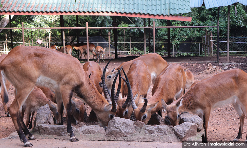 Keprihatinan masyarakat bantu kelangsungan haiwan di Zoo Melaka