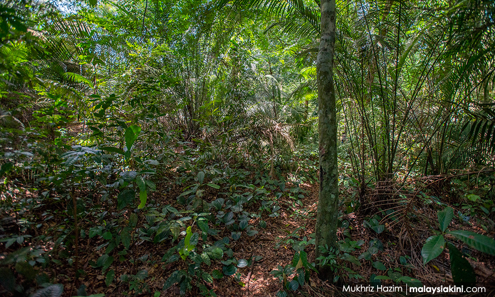 Environment groups condemn de-gazettement of Kuala Langat forest reserve