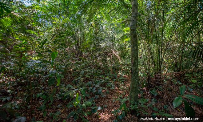 NGO alam sekitar kecam tindakan S'gor nyah warta hutan simpan Kuala Langat
