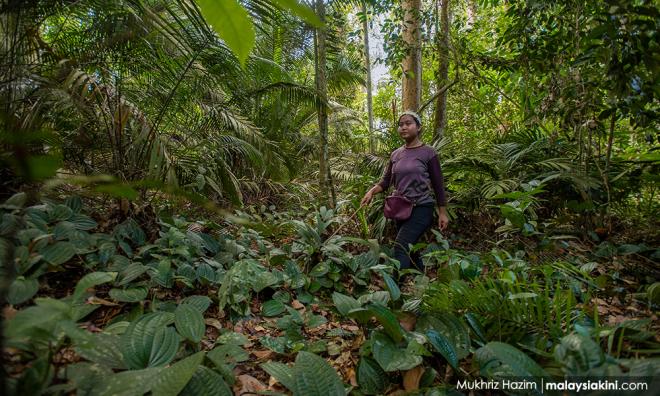 MB S'gor: Keputusan isu nyah warta hutan simpan dalam sebulan lagi