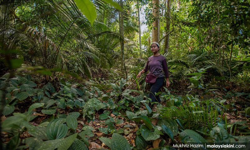 S'gor MB says decision on degazetting forest reserve may take another month