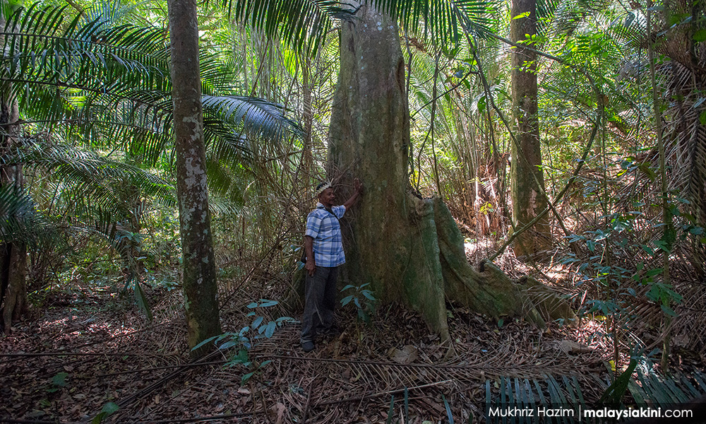 S Gor Diam Diam Nyah Warta Separuh Hutan Simpan Kuala Langat