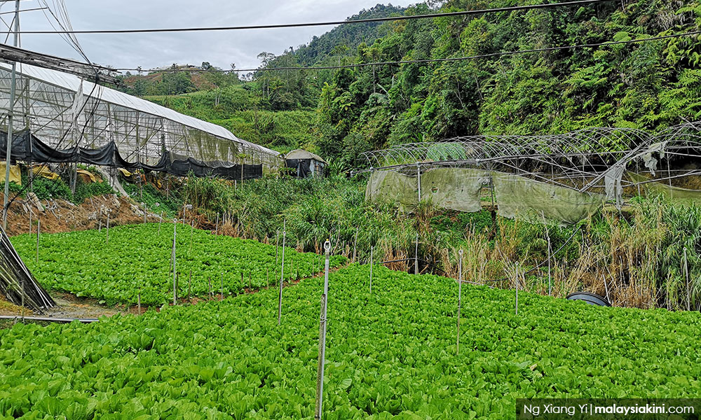 COMMENT | Is rent squeeze on Cameron Highlands farmers wise?