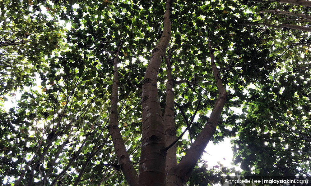 LETTER | S'gor govt ignoring objections to Kuala Langat forest reserve degazetting