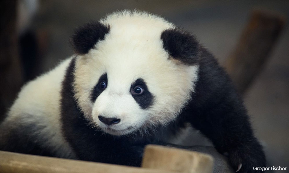 Panda gergasi lahirkan anak ketiga - Perhilitan