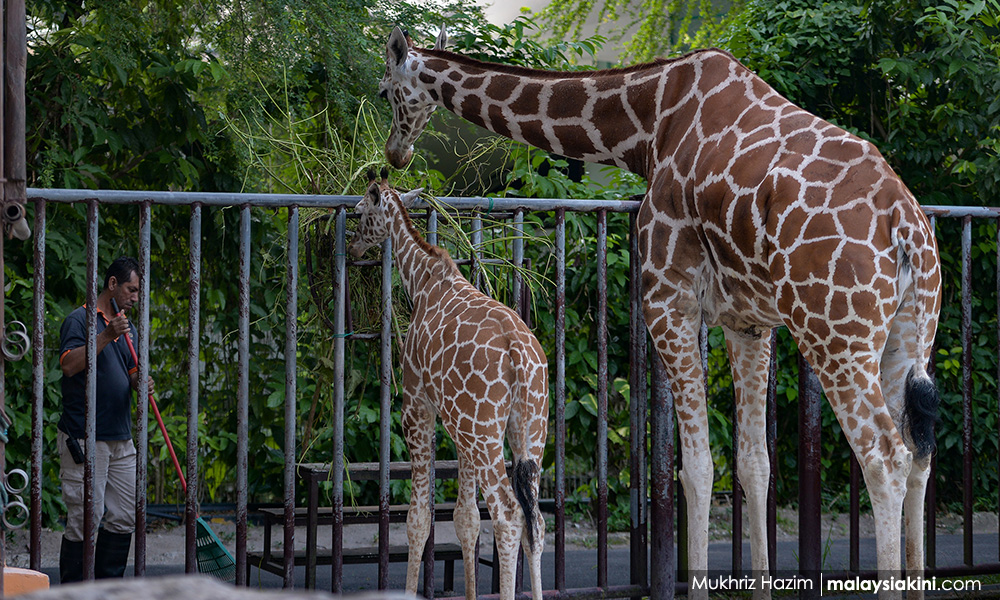 Time to do away with zoos, CAP tells govt