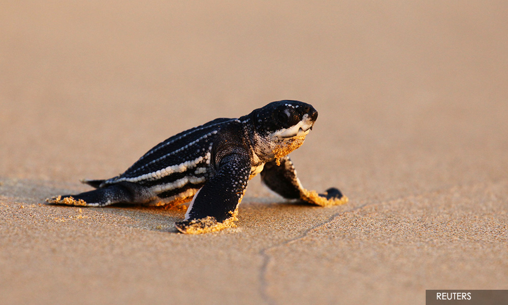 Sea turtle death rate in Terengganu alarming - Fisheries Dept