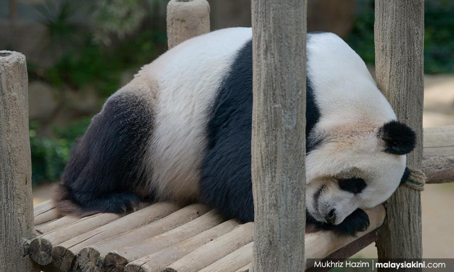 Minister Acknowledges Public Sentiment To Return China Giant Pandas But Says Must Take Into Account Agreement Between Both Countries Malaysia Malay Mail