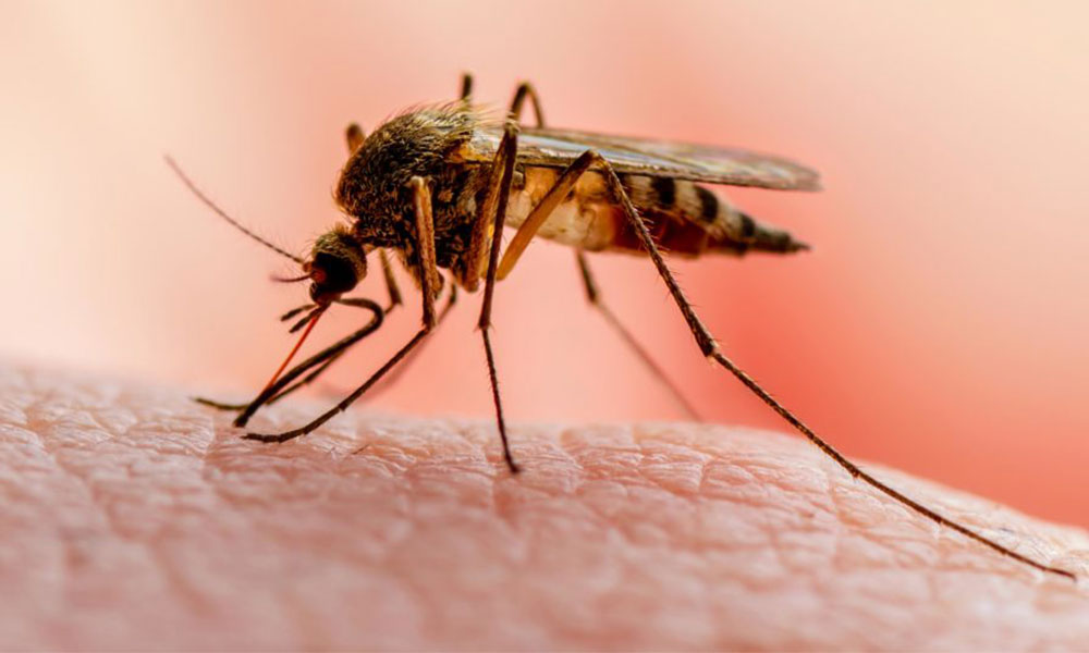 WHO backs malaria vaccine rollout for Africa's children in major breakthrough