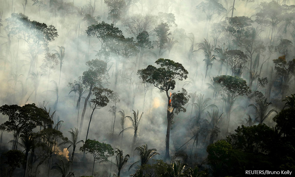 64pct of tropical rainforest destroyed or degraded globally, NGO says