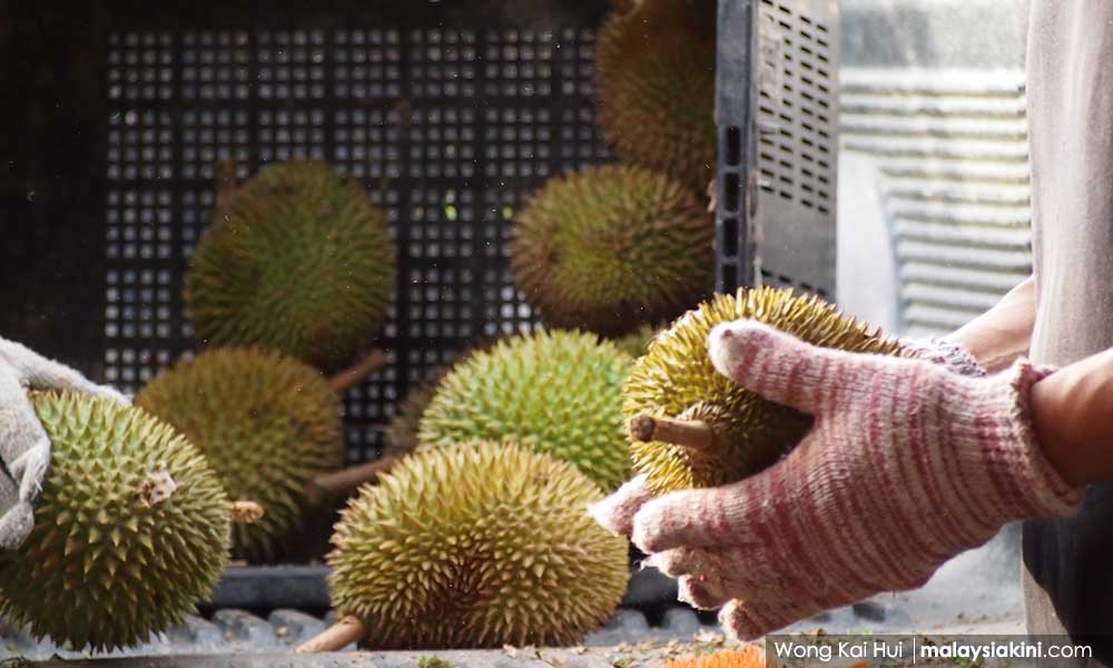 LETTER | Who will be the loser in durian fiasco?