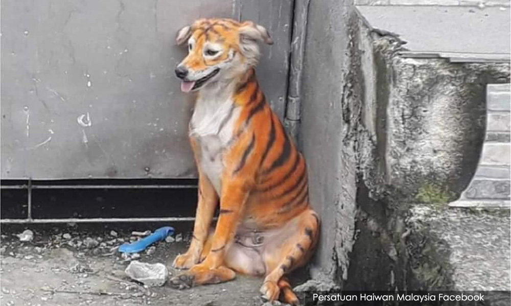 Gambar tular anjing diwarna belang harimau bukan foto Bernama