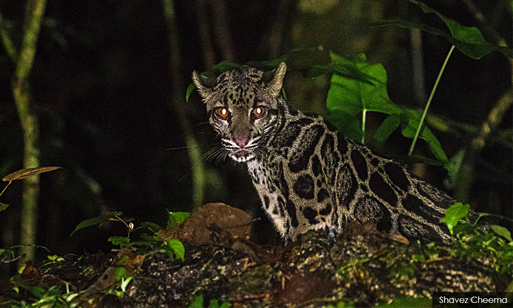 Harimau dahan betina ditemui mati, dipercayai dilanggar kenderaan