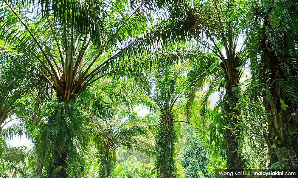 Windfall levy for palm oil may net govt over RM500m next year
