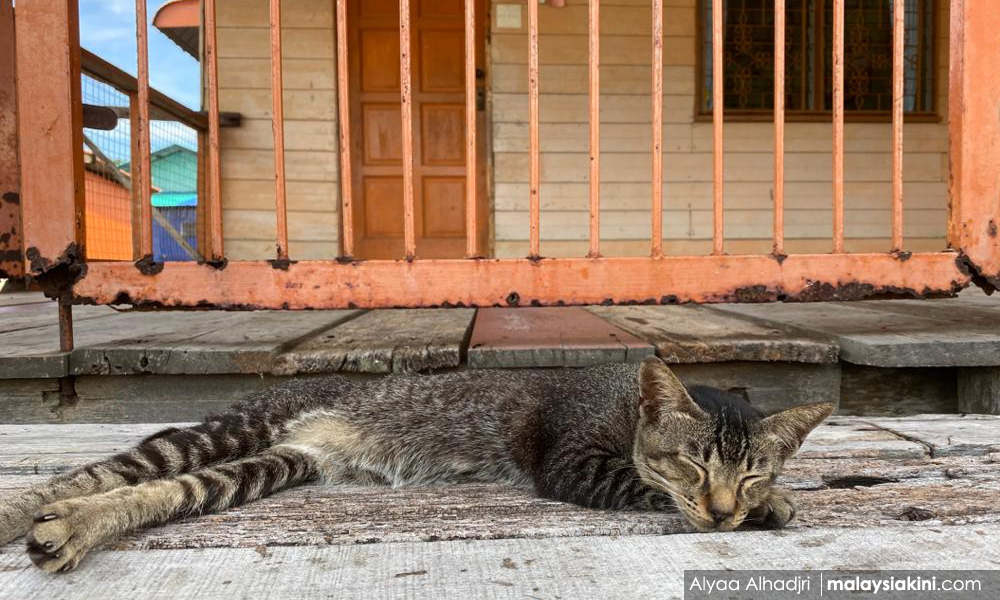 UPM seeks cats for Covid-19 study