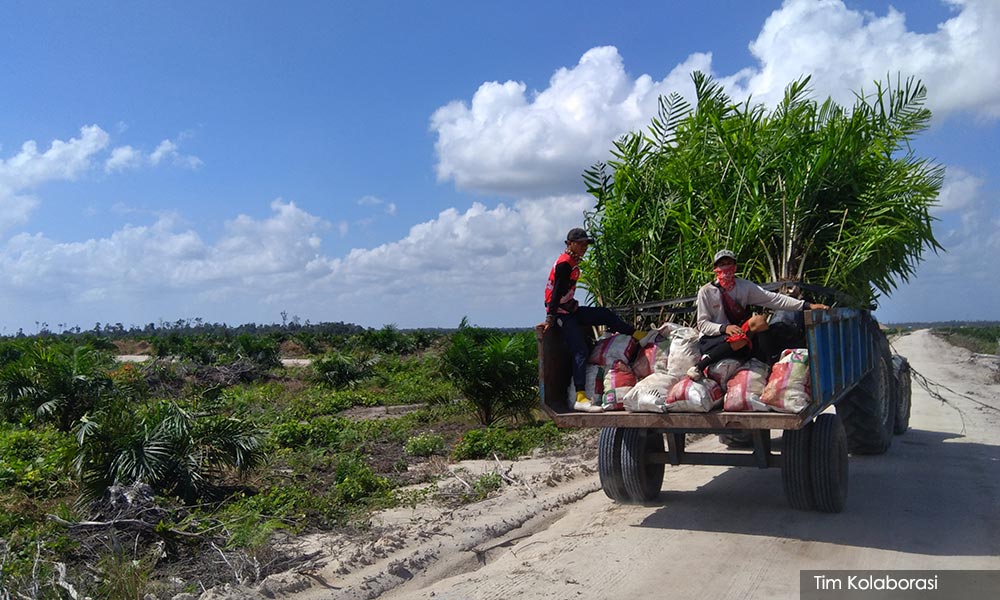 32,000 pekerja ladang dari luar negara di bawa masuk pertengahan Okt