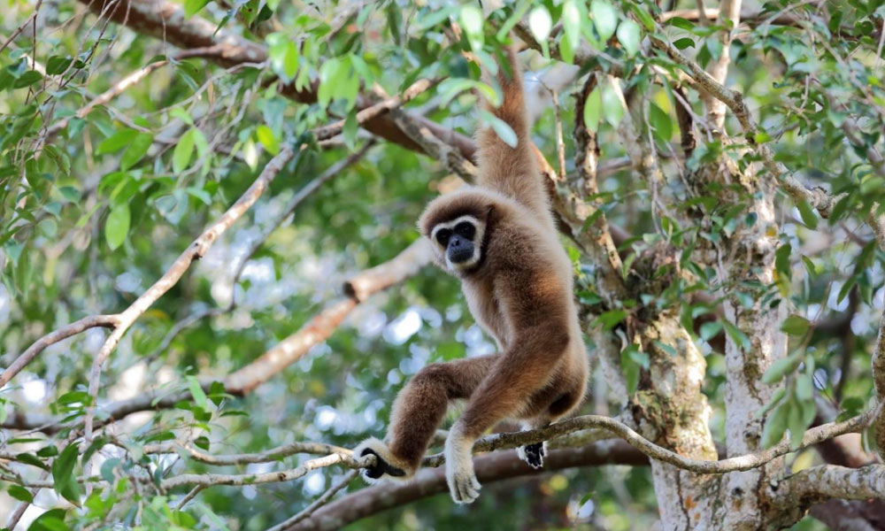 LETTER | What's the future of wildlife rehabilitation in M'sia?