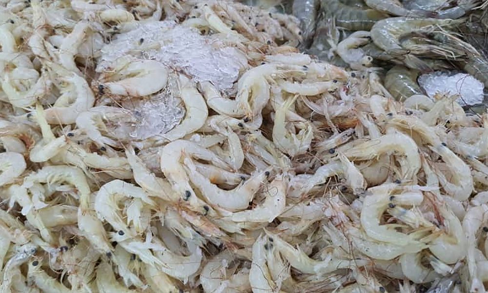 Prawn farm project in Perak not part of smart paddy field programme