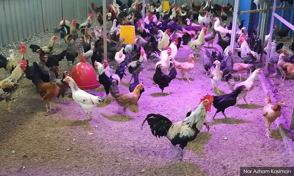 LETTER | A cruel blow to chicken traders and consumers