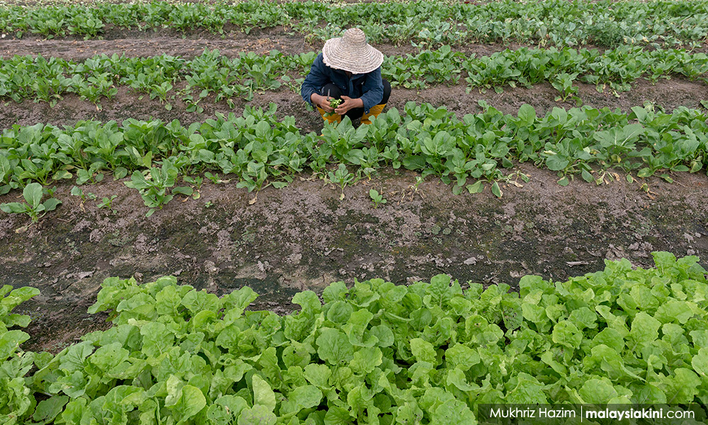 Still no SOP update for agriculture sector