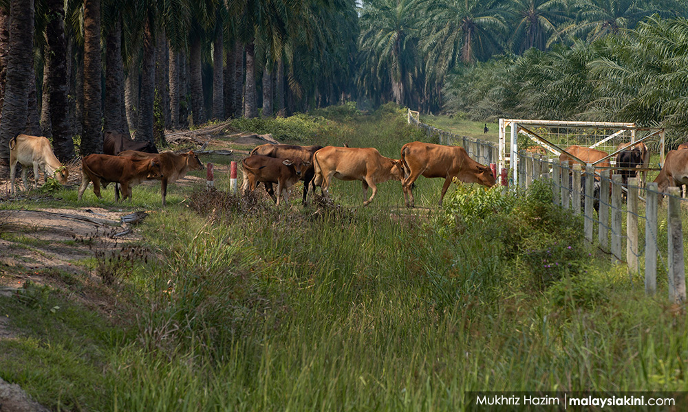 Pemandu lori didenda RM2,000, pindah 21 ekor lembu tanpa kebenaran