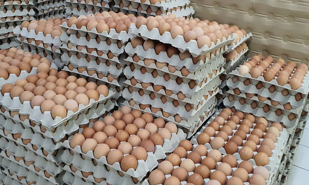 MOH, Vet Dept to inspect chicken farm linked to salmonella eggs in S'pore