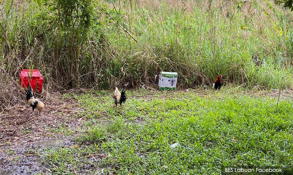 Cockfighting event in Labuan broken up amid Covid-19 pandemic