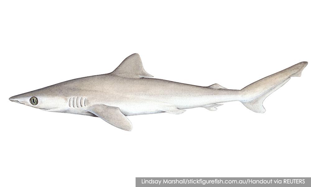 'Lost shark' possibly extinct, dolphin threatened - Red List