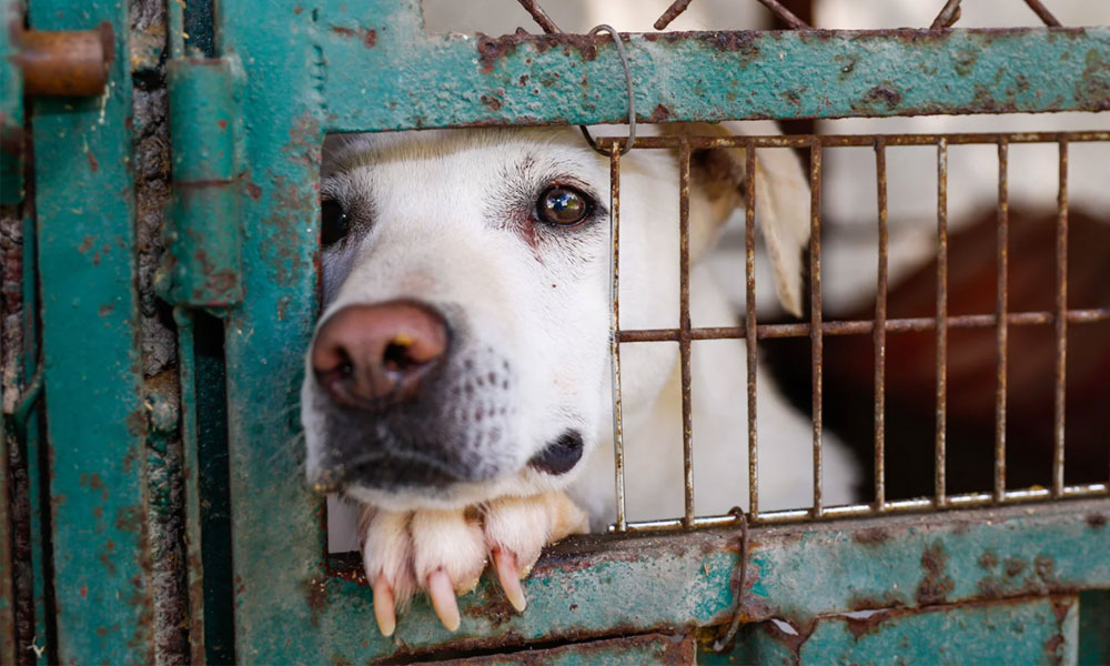 Groups moot 'animal police' to tackle cruelty