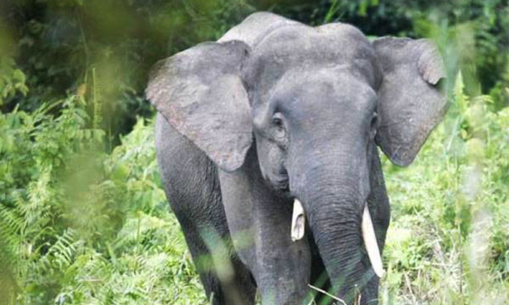 Kumpulan gajah  berkeliaran di Kahang dipercayai cari makanan