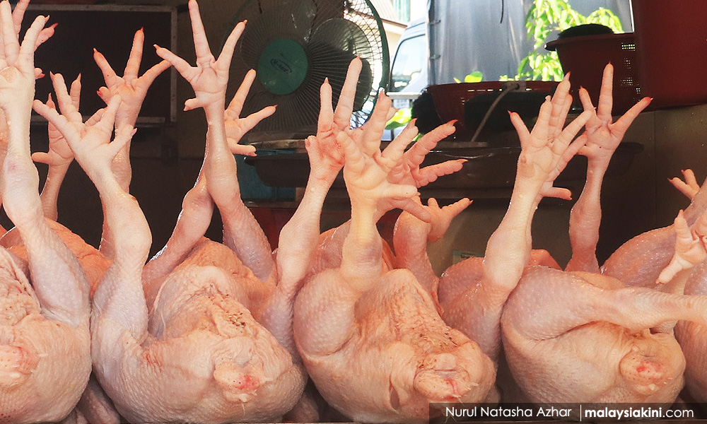 Ministry issues 48 notices to chicken sellers in Kelantan