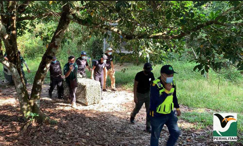 Perhilitan defends raids on gibbon centre, stresses no warrant needed