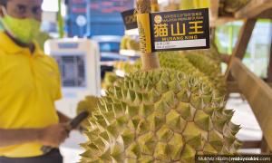 Raub MP urges Pahang MB to review durian farm land lease conditions
