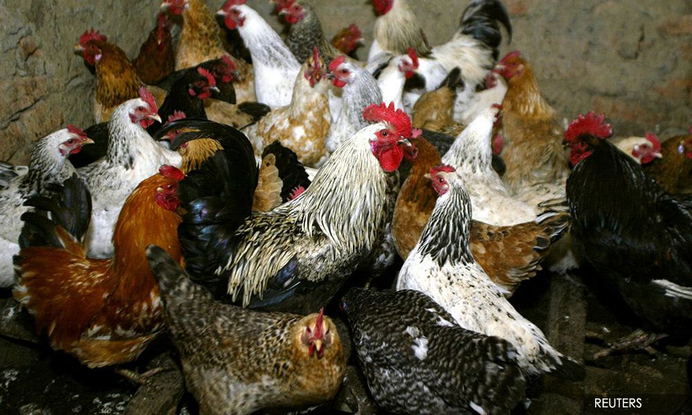 Russia registers first case of people infected with bird flu: Tass