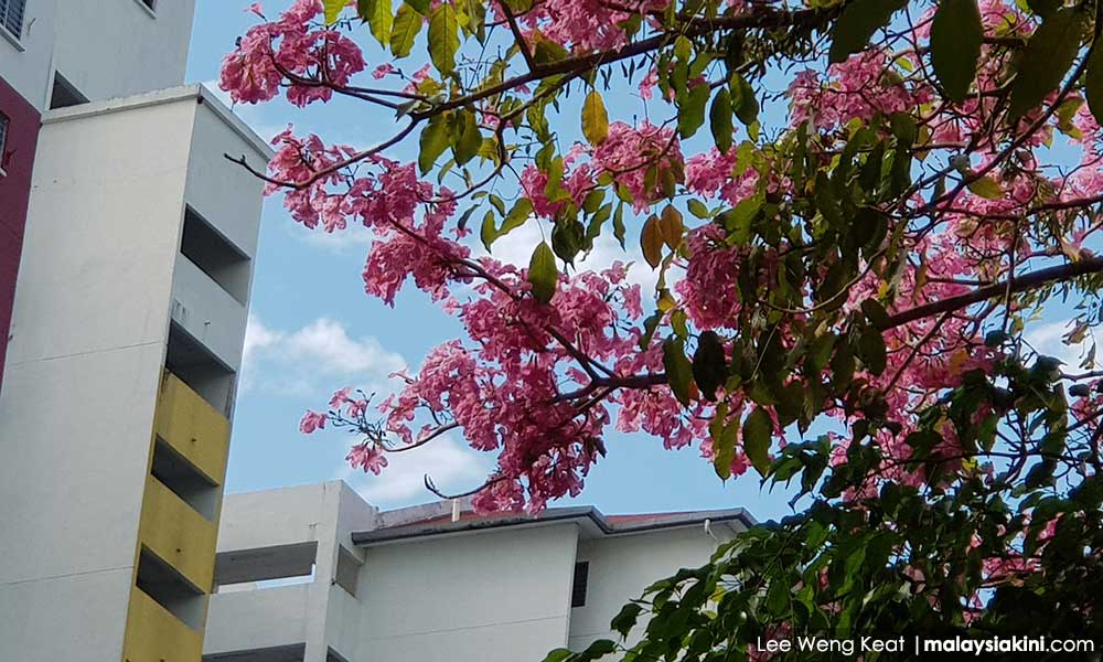 DBKL planning more flowering trees for 'sakura season'
