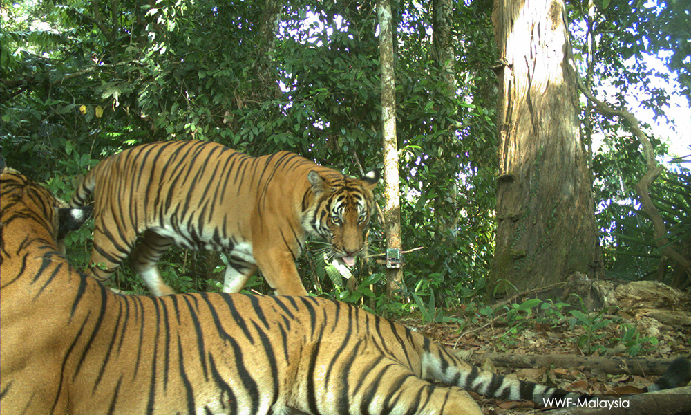 Ancaman Harimau Malaya Pupus Denda Tinggi Bakal Buru Pemburu Haram