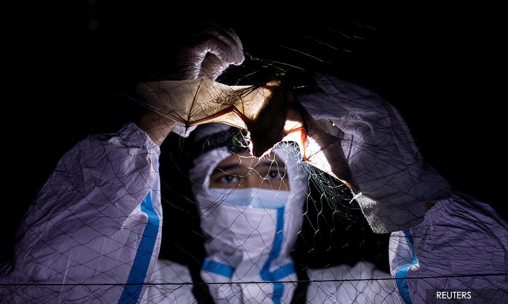By catching bats, these 'virus hunters' hope to stop the next pandemic