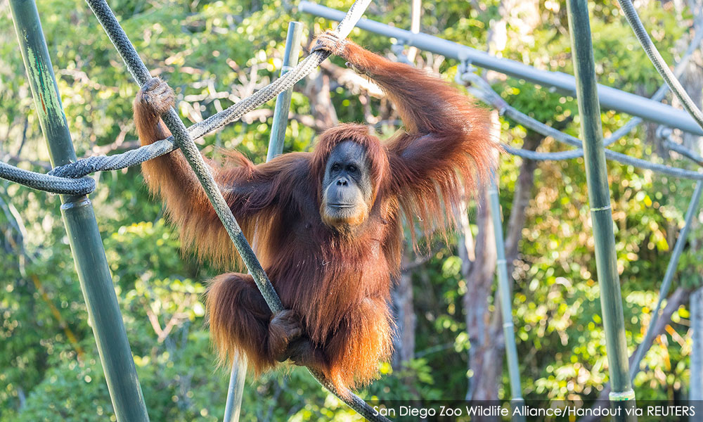 COMMENT | Lethal orangutans? Or lethal stupidity?