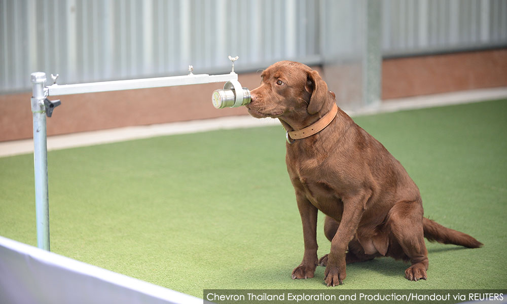 Thai sniffer dogs can detect Covid-19 in sweat, project shows