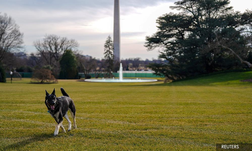 Biden's German Shepherd Major in dog house a second time