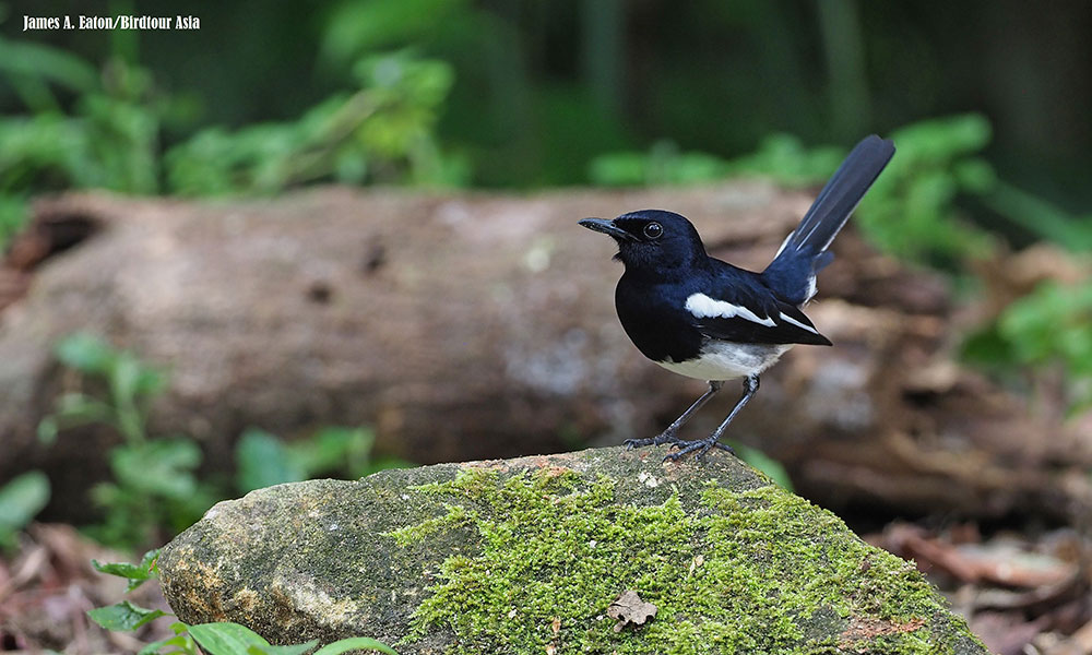 Murai kampung magpie faces extinction from high demand as pets: report