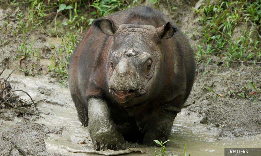 Genetic study offers good news for endangered Sumatran rhinos