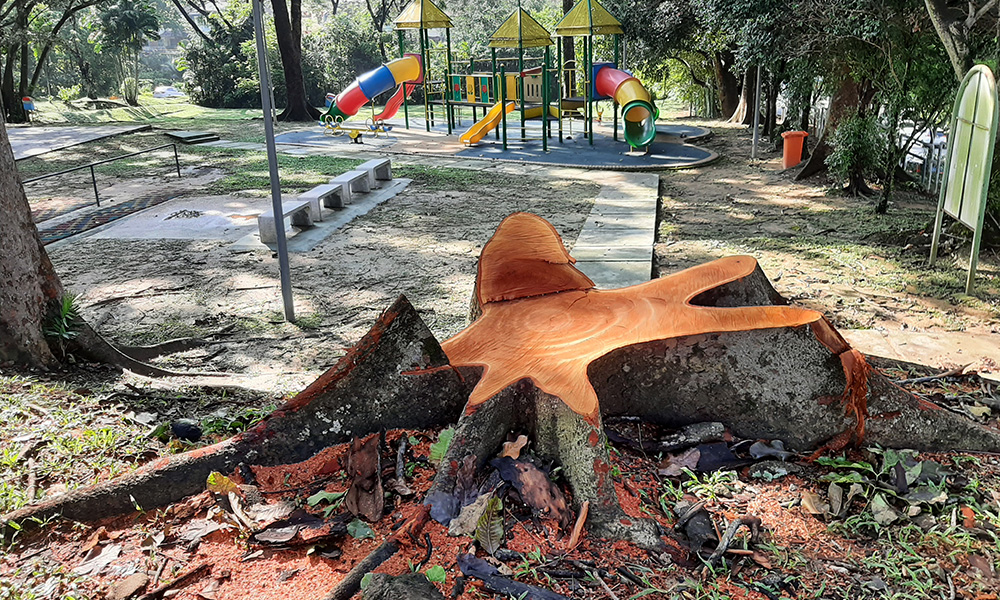 Malaysiakini Letter Why Is Dbkl Cutting Down Perfectly Good Trees In Taman Seputeh