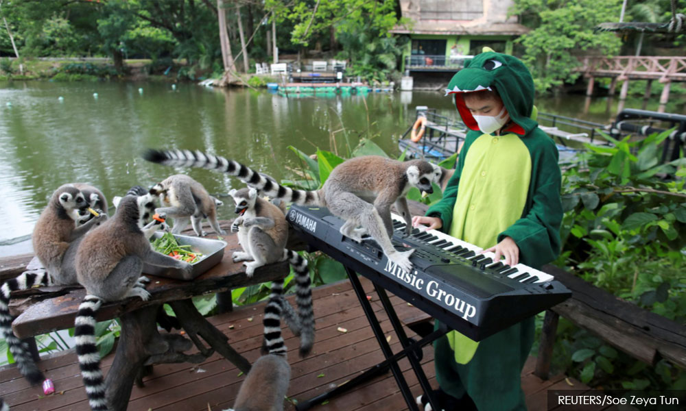 A lemur on my keyboard - Thai girl plays for animals in deserted zoo